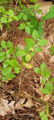 Vaccinium pallidum