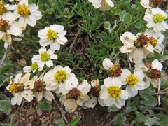 Zinnia acerosa
