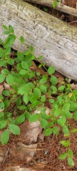 Vaccinium pallidum