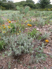 Thymophylla setifolia