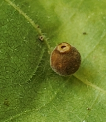 Caryomyia viscidolium
