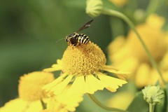 Paranthidium jugatorium lepidum