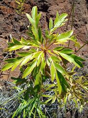 Myodocarpus