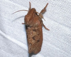 Acrolophus plumifrontella