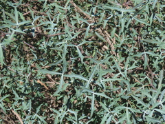 Berberis trifoliolata