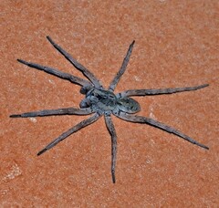 Lycosinae