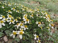 Zinnia acerosa