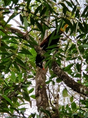 Psarocolius montezuma