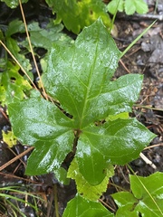 Nabalus trifoliolatus