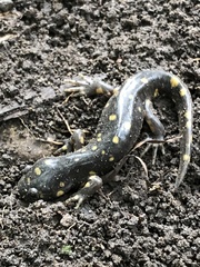 Ambystoma tigrinum