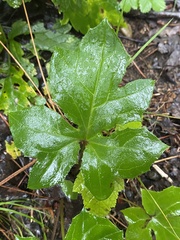 Nabalus trifoliolatus