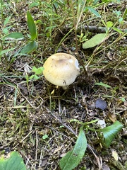 Russula amerorecondita