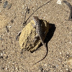Uta stansburiana elegans