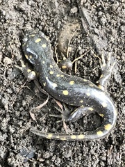 Ambystoma tigrinum