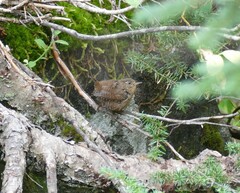 Troglodytes pacificus