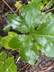 Nabalus trifoliolatus