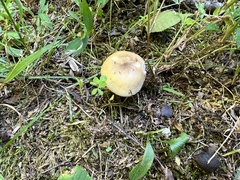 Russula amerorecondita