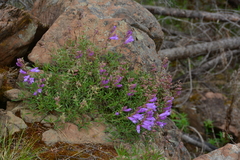Penstemon fruticosus