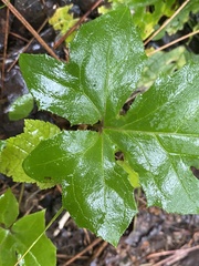 Nabalus trifoliolatus