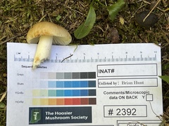 Russula amerorecondita