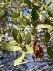 Quercus coccifera