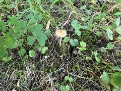 Pseudosperma friabile