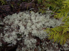 Cladonia portentosa