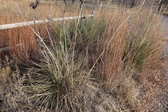 Yucca glauca