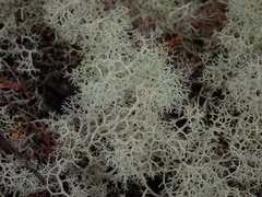 Cladonia portentosa