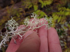 Cladonia portentosa