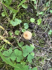 Pseudosperma friabile