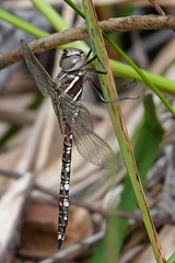 Adversaeschna brevistyla