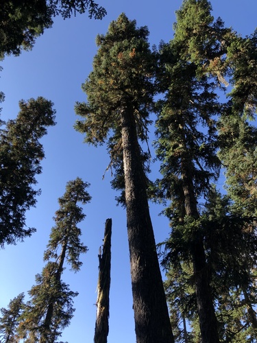 Pacific silver fir (Abies amabilis)