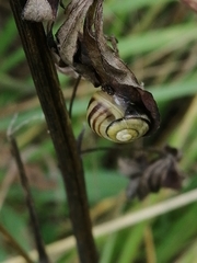 Cepaea hortensis
