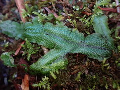 Conocephalum conicum