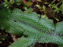 Conocephalum conicum