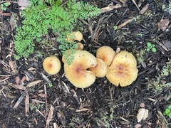 Pholiota spumosa
