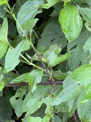 Ampelophilus truncatus