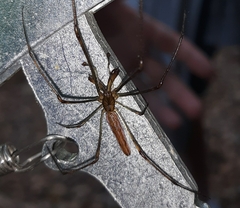 Tetragnatha laboriosa