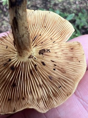 Pholiota spumosa
