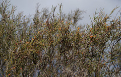 Cassytha glabella dispar