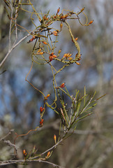 Cassytha glabella dispar