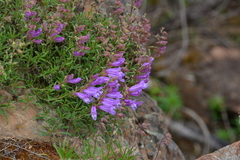 Penstemon fruticosus