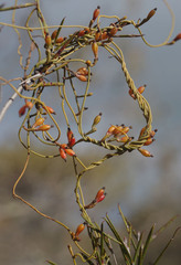 Cassytha glabella dispar