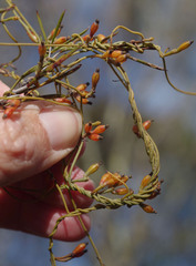 Cassytha glabella dispar