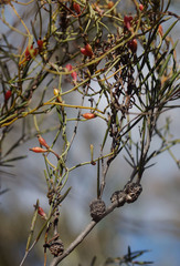 Cassytha glabella dispar