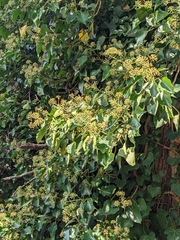 Hedera