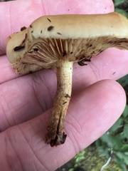 Pholiota spumosa