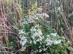 Eupatorium