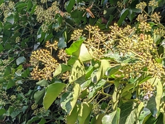 Hedera